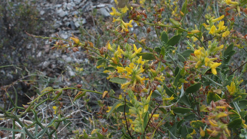 Dall''Andalusia:  Anthyllis cytisoides