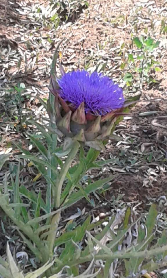 carciofo: Cynara cardunculus L., Asteraceae