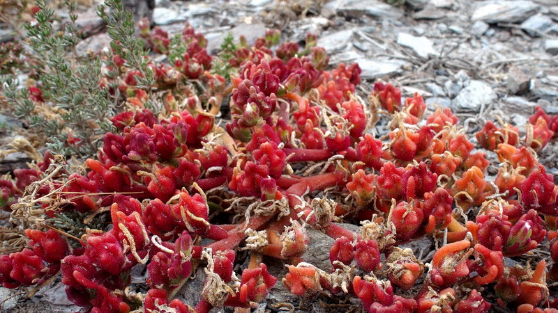 Dall'' Andalusia: Mesembryanthemum nodiflorum L. (Aizoaceae)