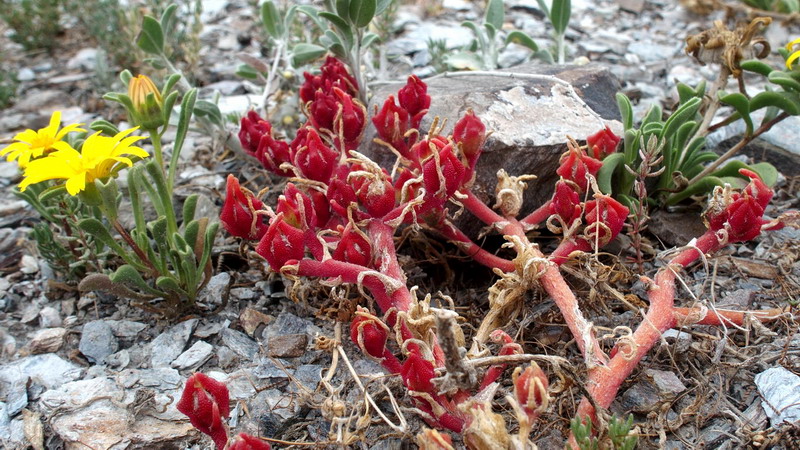 Dall'' Andalusia: Mesembryanthemum nodiflorum L. (Aizoaceae)