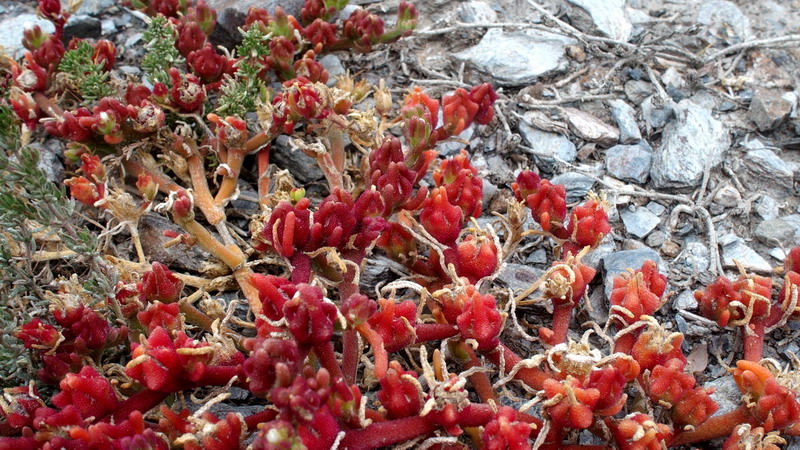 Dall'' Andalusia: Mesembryanthemum nodiflorum L. (Aizoaceae)