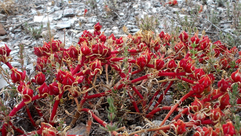 Dall'' Andalusia: Mesembryanthemum nodiflorum L. (Aizoaceae)