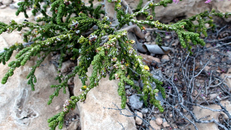 Thymelaea hirsuta / Timelea barbosa