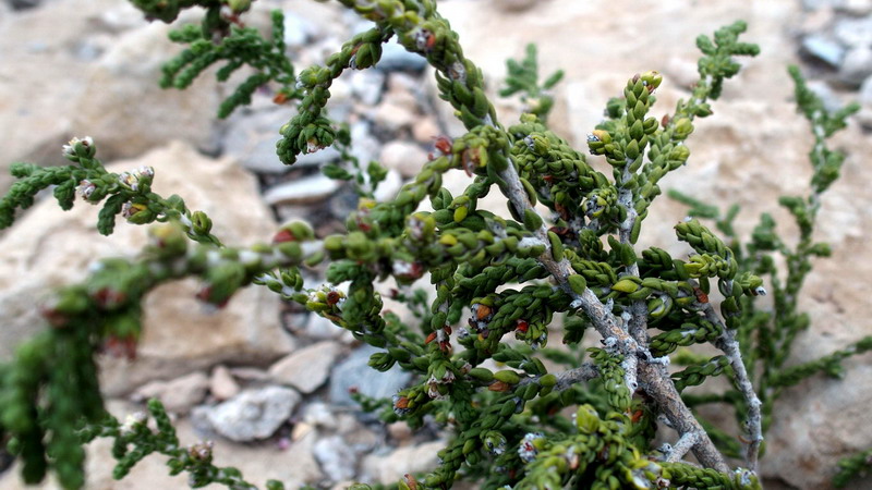 Thymelaea hirsuta / Timelea barbosa