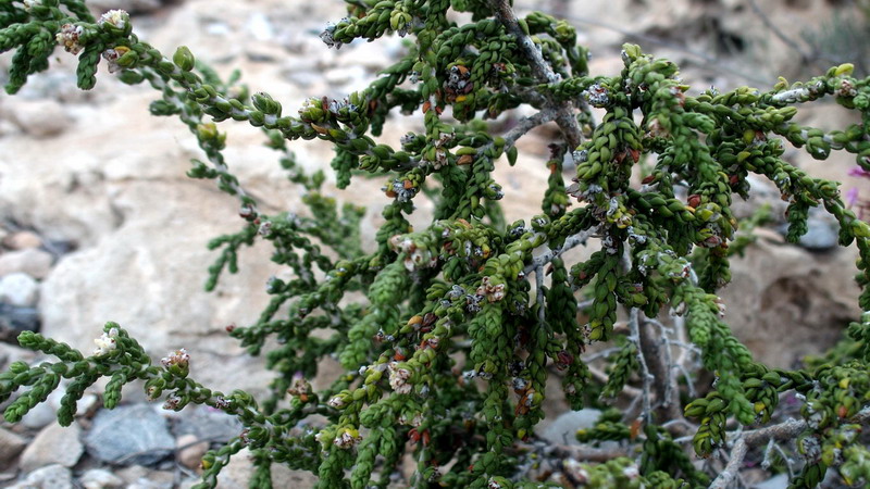 Thymelaea hirsuta / Timelea barbosa
