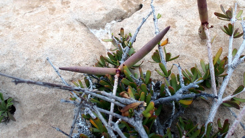 Dall''Andalusia: Periploca angustifolia (Apocynaceae)