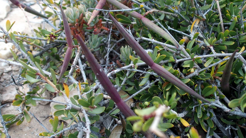 Dall''Andalusia: Periploca angustifolia (Apocynaceae)