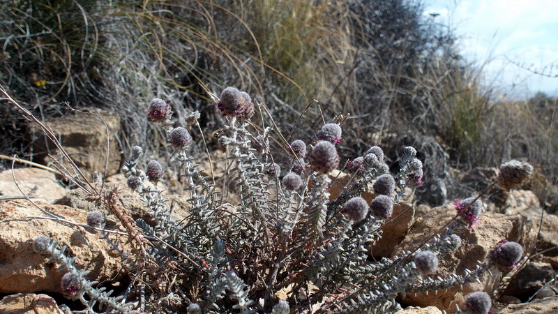 Teucrium lanigerum (Lamiaceae)