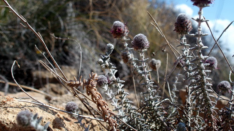 Teucrium lanigerum (Lamiaceae)