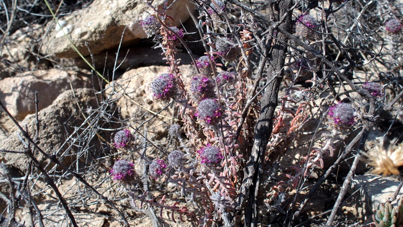 Teucrium lanigerum (Lamiaceae)