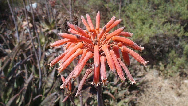 Aloe maculata  (Asphodelaceae)