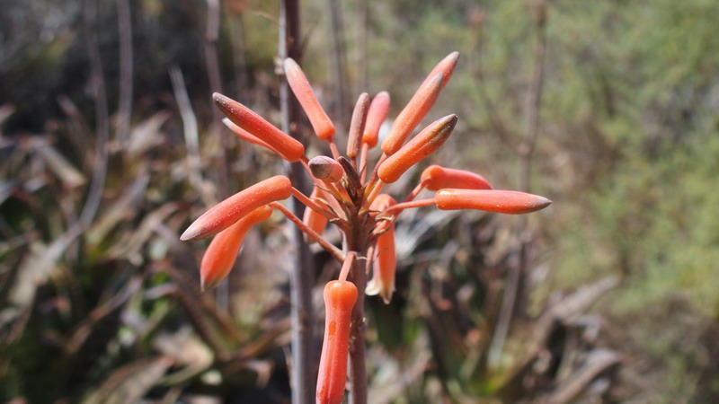 Aloe maculata  (Asphodelaceae)