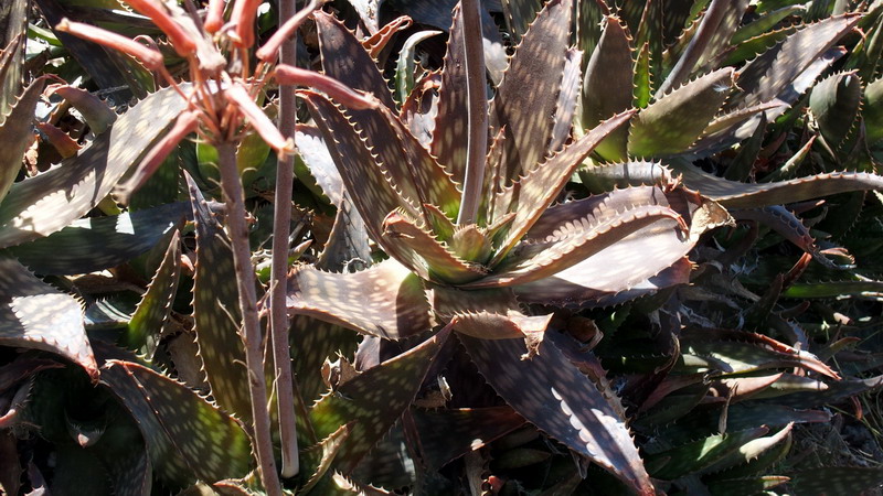 Aloe maculata  (Asphodelaceae)