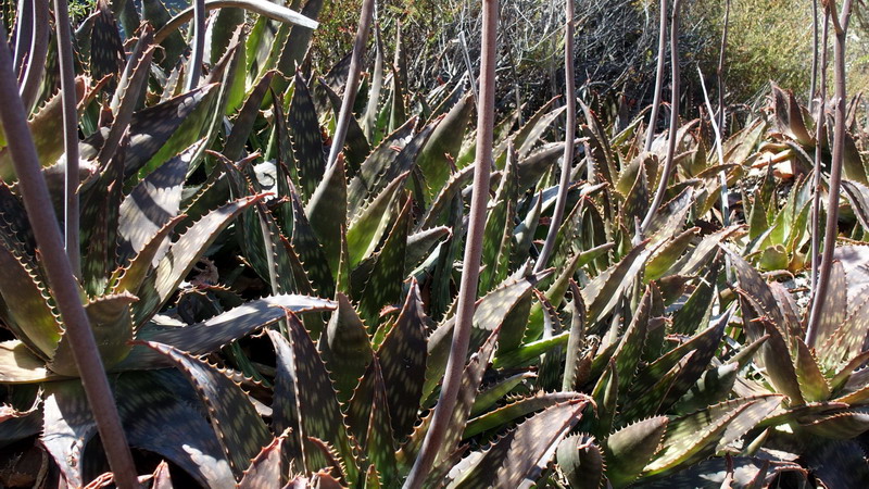 Aloe maculata  (Asphodelaceae)