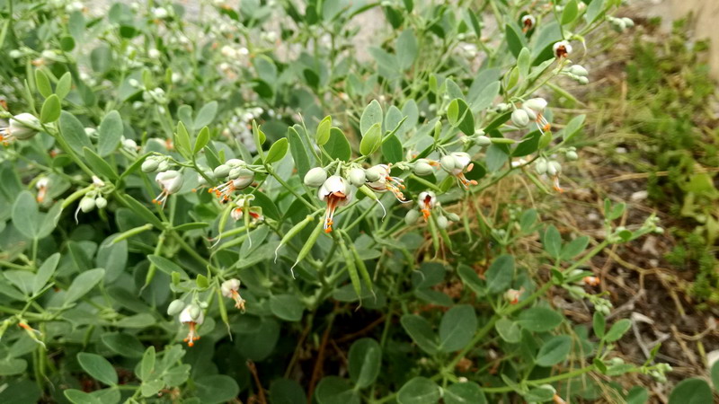 Zygophyllum fabago / Favaggine