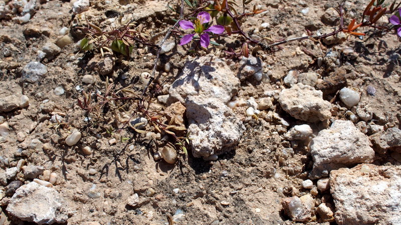 Fagonia cretica / Fagonia cretese