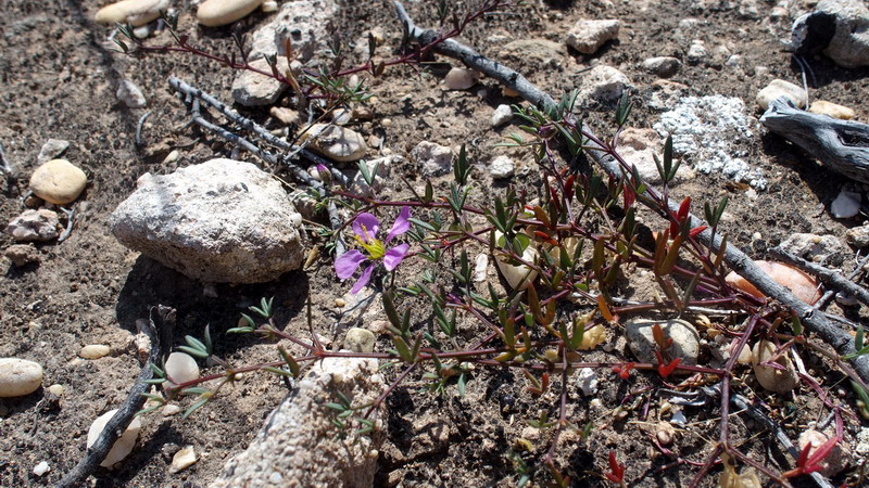 Fagonia cretica / Fagonia cretese