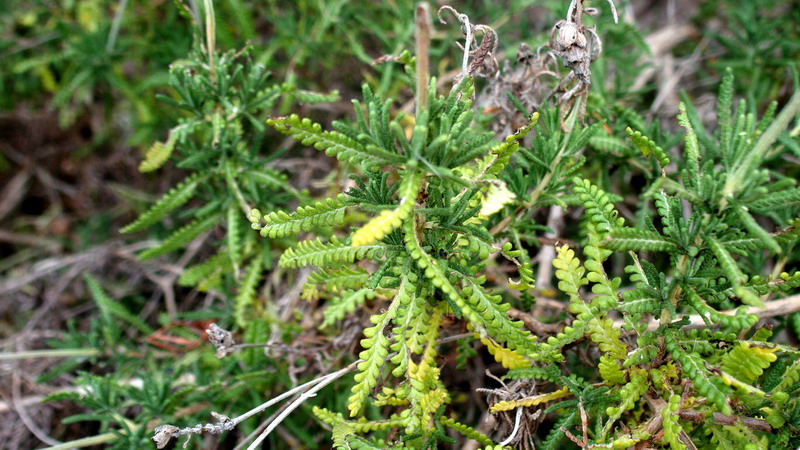 Dall'' Andalusia: Lavandula dentata (Lamiaceae)