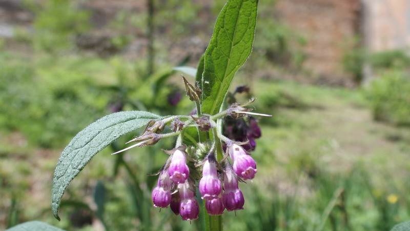 Symphytum officinale (Boraginaceae)