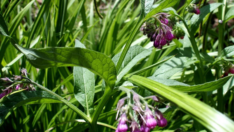 Symphytum officinale (Boraginaceae)