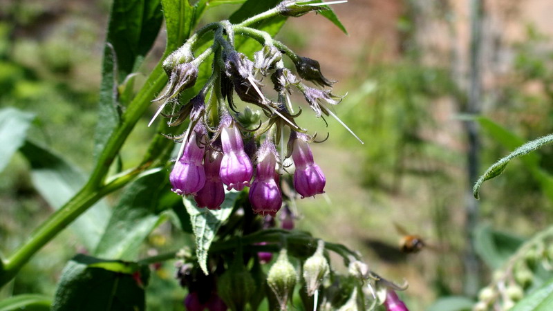 Symphytum officinale (Boraginaceae)