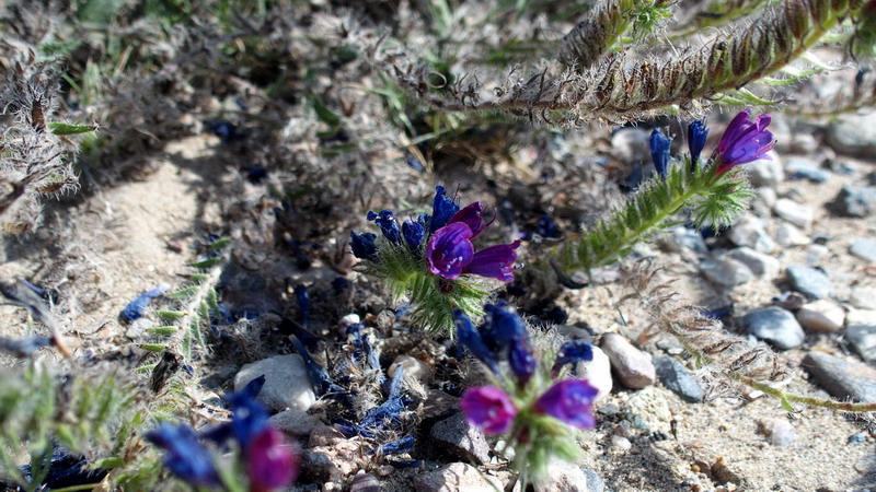 Dall''Andalusia: Echium sp. (Boraginaceae)