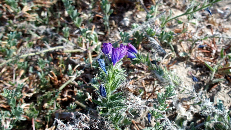 Dall''Andalusia: Echium sp. (Boraginaceae)