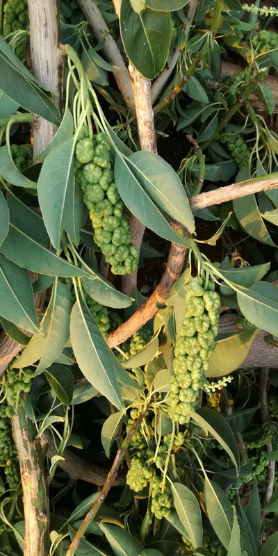 Phytolacca dioica