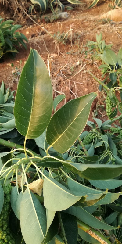 Phytolacca dioica