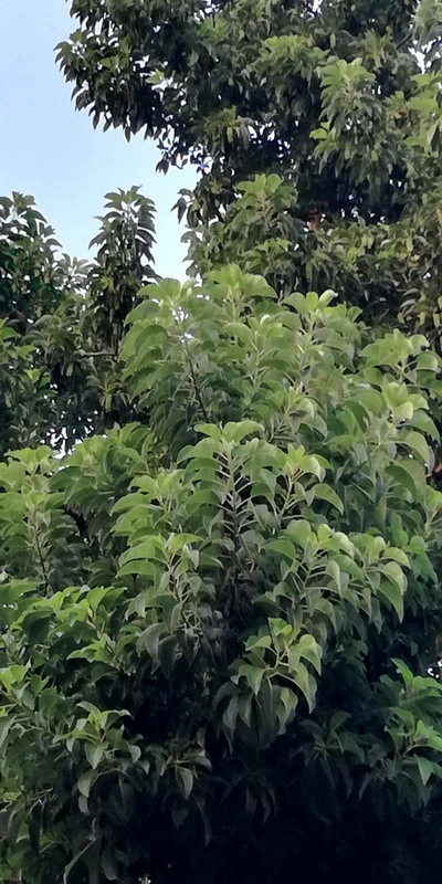 Phytolacca dioica