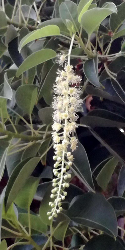 Phytolacca dioica