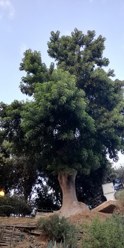 Phytolacca dioica