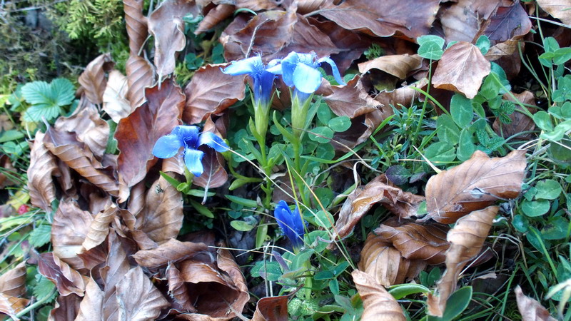 Gentianopsis ciliata (ex Gentiana ciliata)