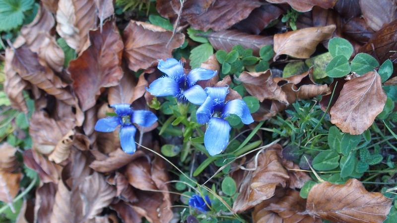 Gentianopsis ciliata (ex Gentiana ciliata)