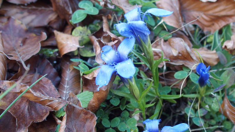 Gentianopsis ciliata (ex Gentiana ciliata)