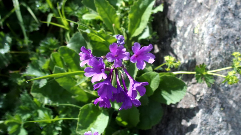 Primula latifolia / Primula a foglie larghe