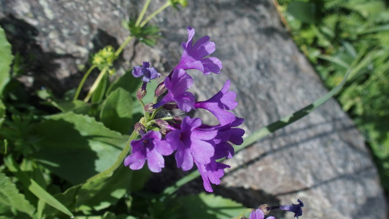 Primula latifolia / Primula a foglie larghe