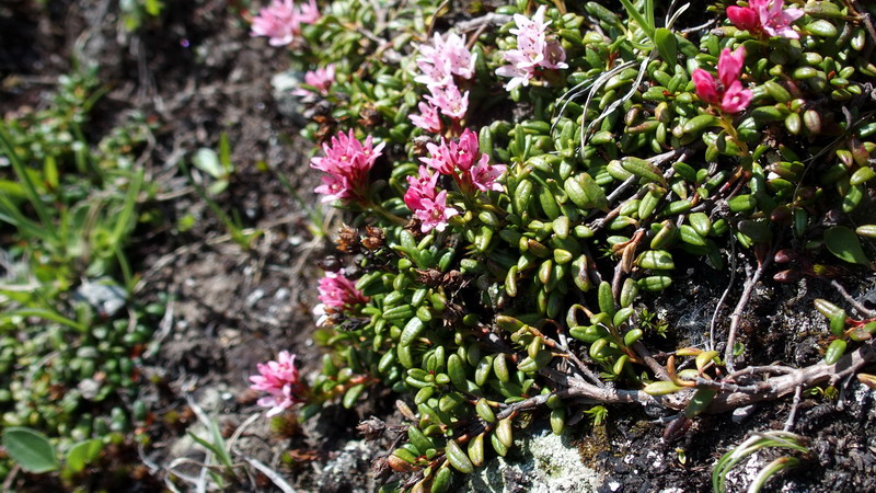 V.Aosta 1: Kalmia procumbens