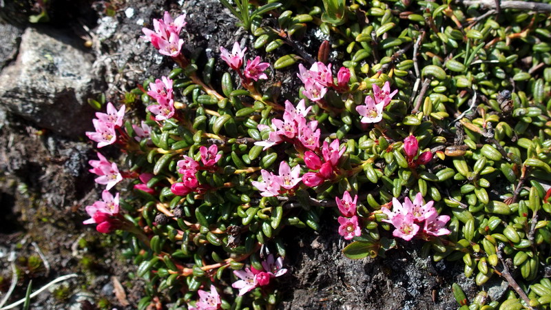 V.Aosta 1: Kalmia procumbens