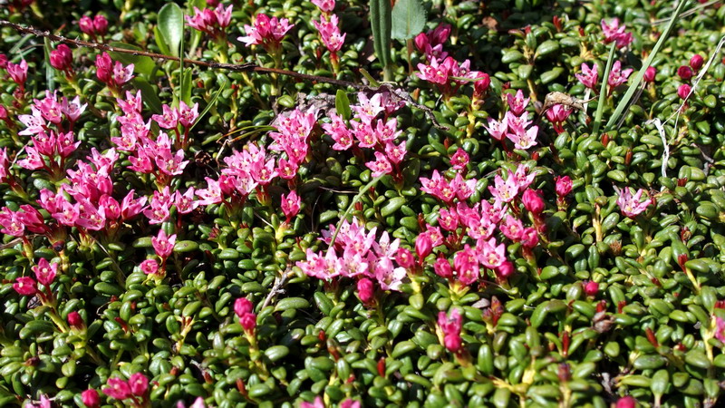 V.Aosta 1: Kalmia procumbens