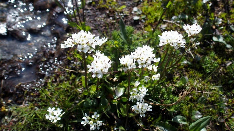 Arabis soyeri subsp. subcoriacea / Arabetta subcoriacea