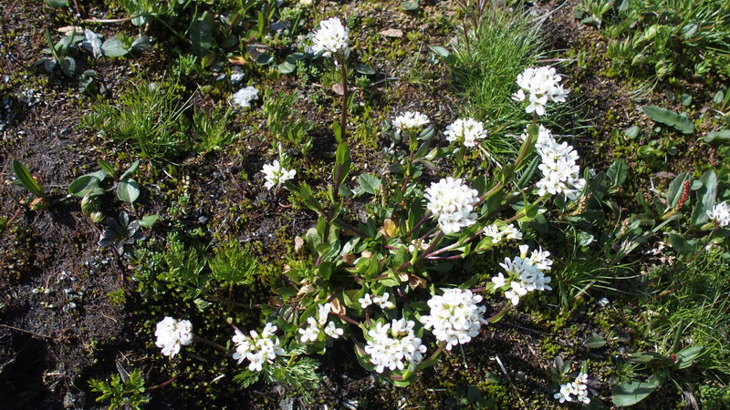 Arabis soyeri subsp. subcoriacea / Arabetta subcoriacea