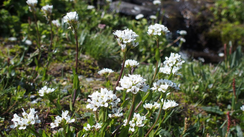 Arabis soyeri subsp. subcoriacea / Arabetta subcoriacea