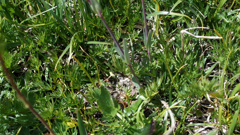 Viscaria alpina / Crotonella alpina
