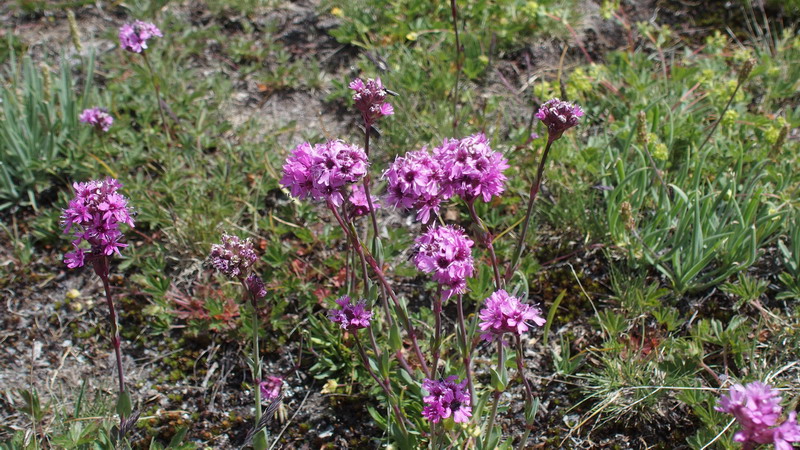 Viscaria alpina / Crotonella alpina