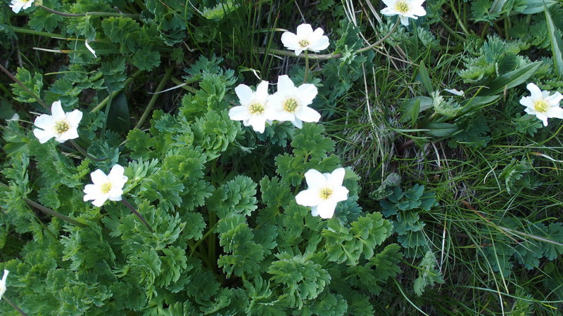 Callianthemum coriandrifolium