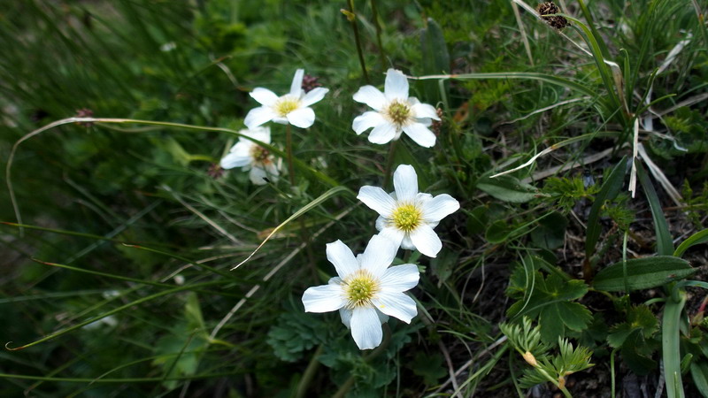 Callianthemum coriandrifolium
