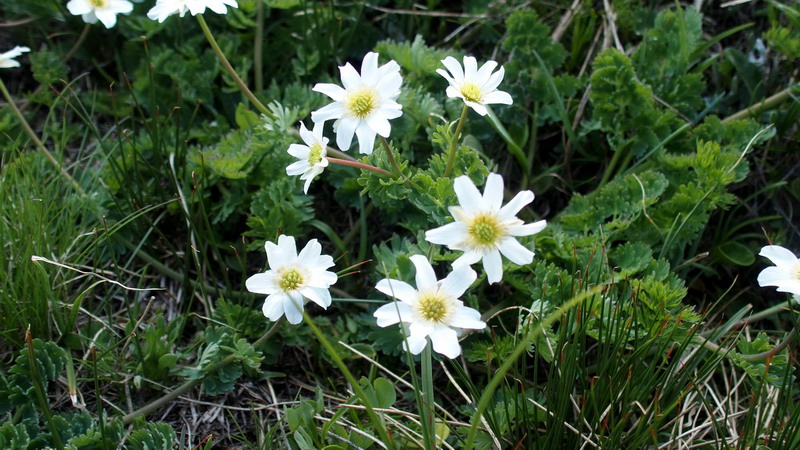 Callianthemum coriandrifolium