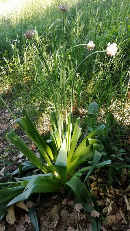Allium... nigrum