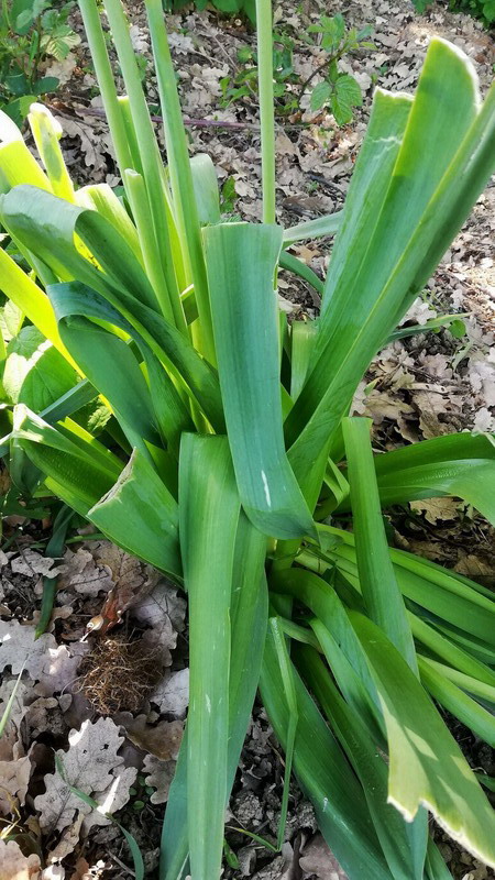 Allium... nigrum